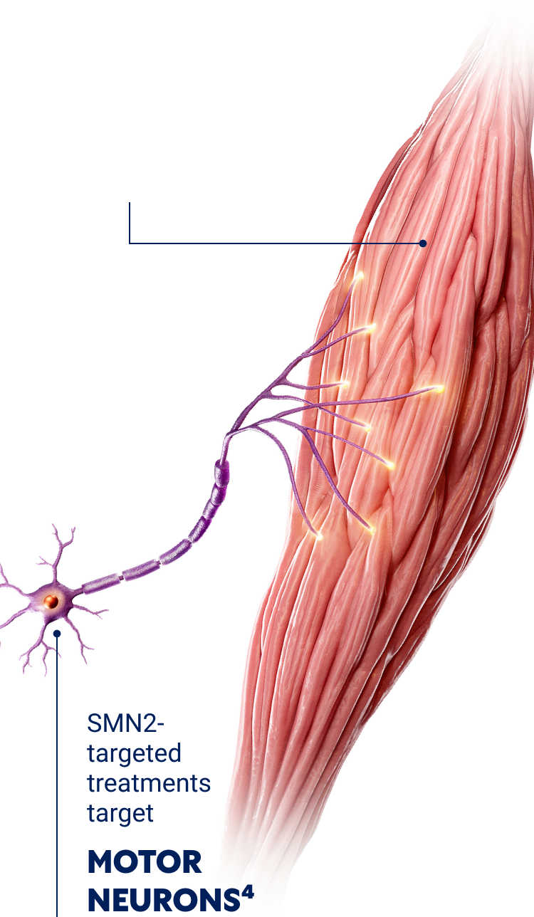 Illustration of muscle, the principal organ affected by SMA, targeted by ISEMBYLD